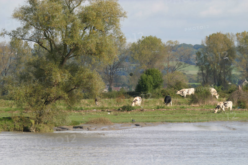 France, Haute Normandie, Seine Maritime, vallee de la Seine, vaches en pature au bord du fleuve, arbres,