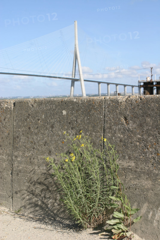 France, Haute Normandie, Seine Maritime, pont de Normandie, berge et parapet en beton, vegetation sauvage,