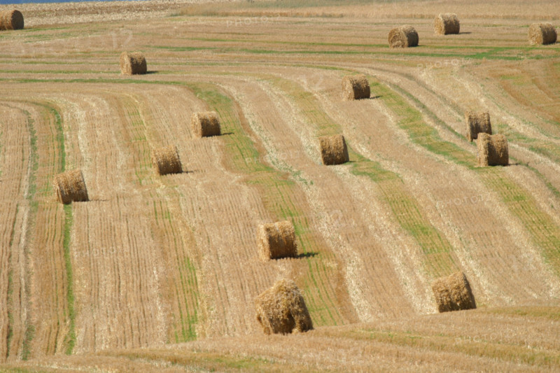 France, Basse Normandie, orne, perche, champ de ble mur, cereales,
