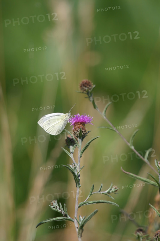 France, Basse Normandie, Manche, pays de saint lo, conde sur vire, roches de ham, paysage, nature, papillon sur ne fleur,