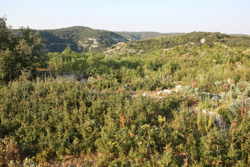 France, languedoc roussillon, gard, chemin de grande randonnee, au dessus des gorges du Gardon GR 6, entre Sanilhac sagries et Collias, garrigue, arbres, panorama,