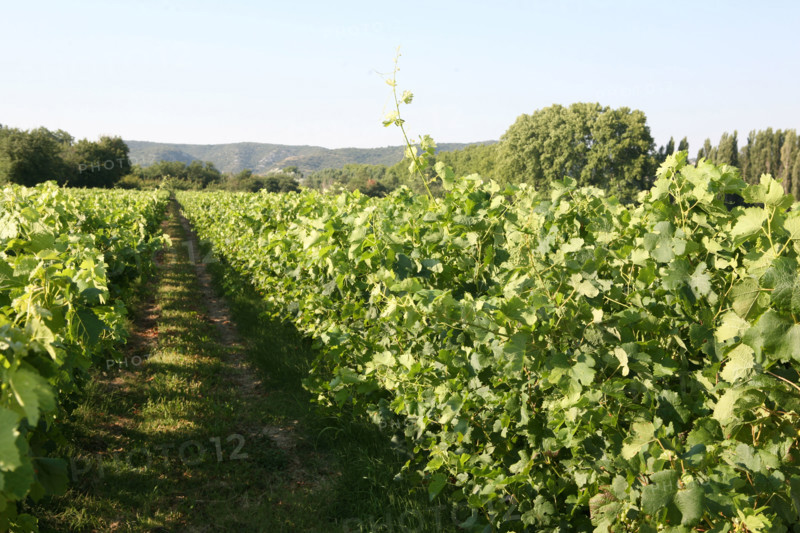 France, languedoc roussillon, gard, collias, vignobles autour de collias, proche du pont du Gard, raisin, vin, vigne