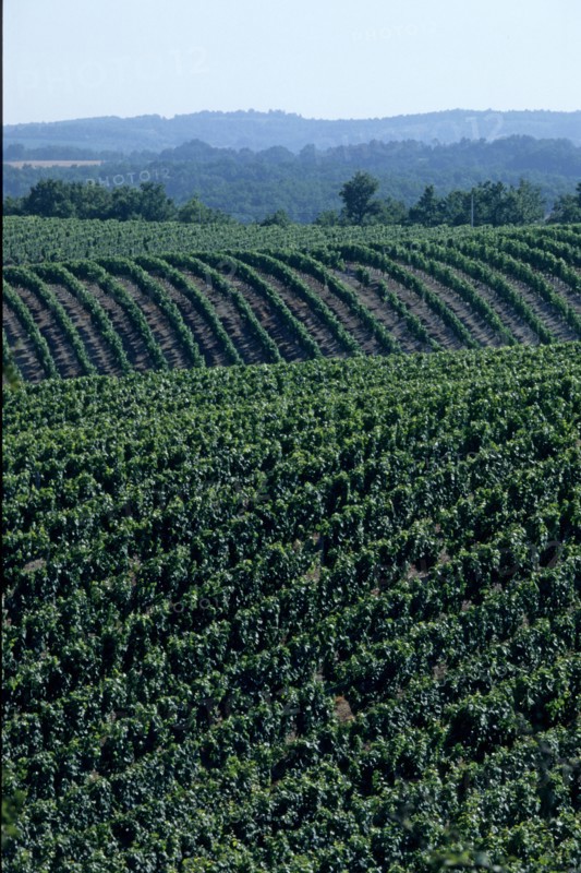 France, midi pyrenees, lot, quercy, cahors, vignoble, vin, paysage, panorama, agriculture, viticulture, vigne,