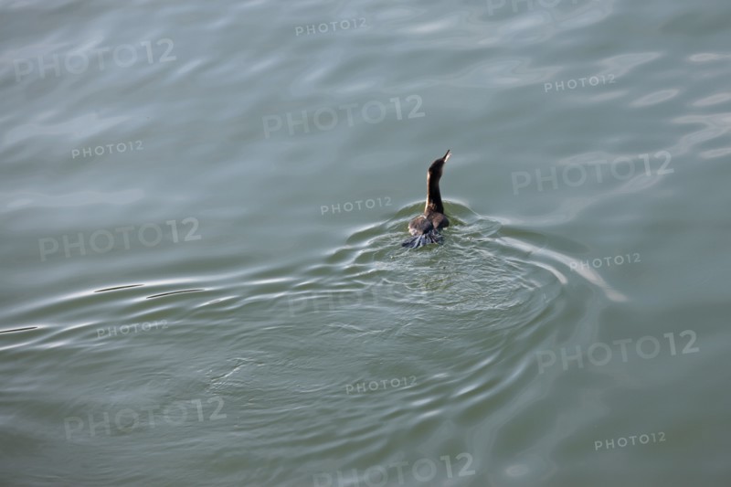 France, region nord, pas de calais, boulogne sur mer, canards, port, peche, plaisance, promenade j.muselet, grand cormoran, oiseau,