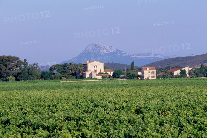 France, region paca, var, massif des maures, vignobles de cotes de provence, vigne, vin, montagne, le coudon,