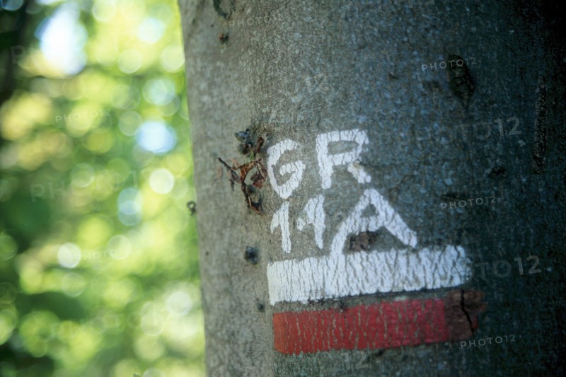 France, region picardie, aisne, foret de retz, arbre, signalisation du chemin de grande randonnee, marquage rouge et blanc, GR 11a,