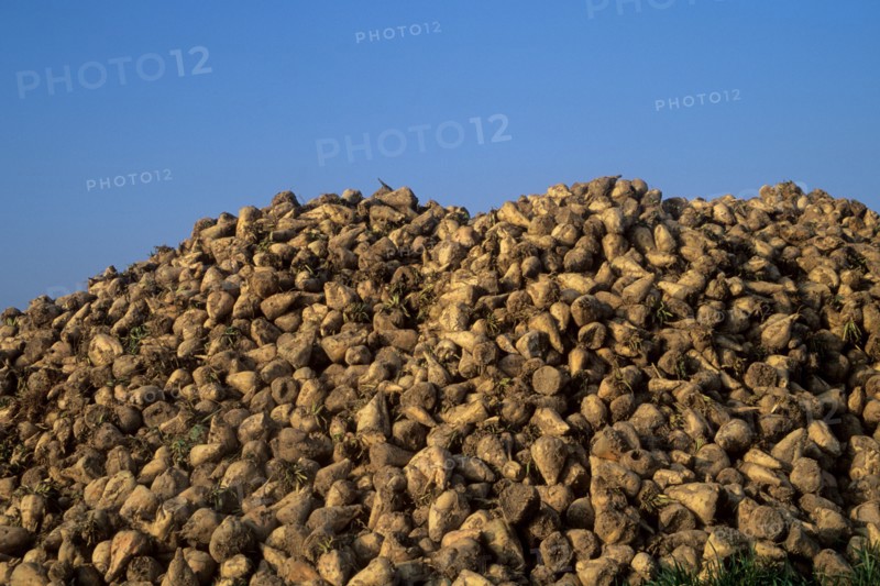 France, region picardie, paysage du valois, agriculture, tas de betteraves sucrieres, agro alimentaire,
