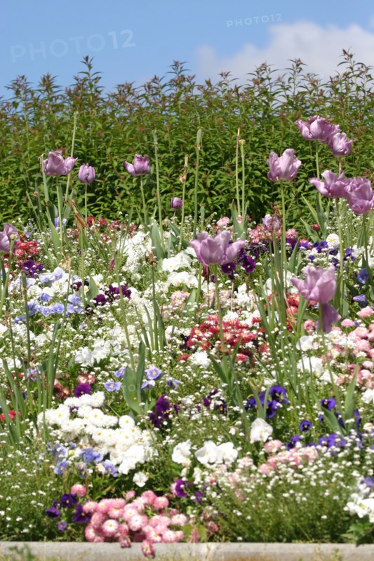 France, region ile de france, yvelines, chatou, l'ile aux impressionnistes, artistes, peinture, seine, village, jardin, fleurs, tulipes,