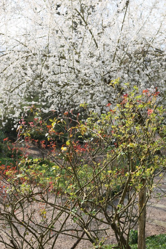 France, Haute Normandie, eure, vallee de la seine, giverny, ancien hotel baudy, restaurant, auberge, claude monet, jardin, fleurs, impressionnistes, peinture, jardin,