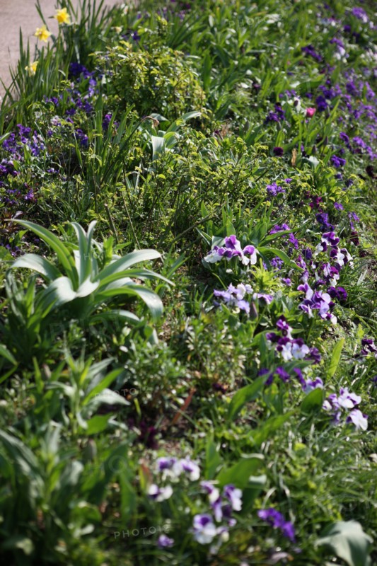 France, Haute Normandie, eure, vallee de la seine, giverny, maison de claude monet, jardin, fleurs, impressionnistes, peinture, chef jardinier gilbert vahe, pensees,