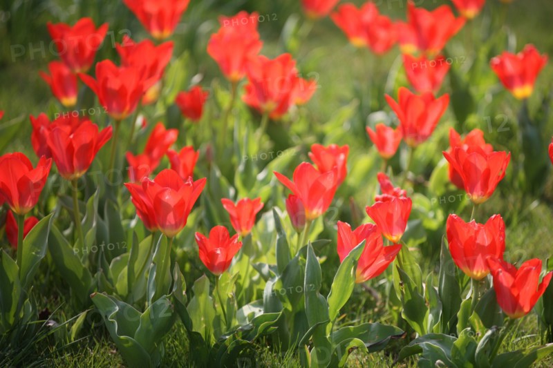 France, Haute Normandie, eure, vallee de la seine, giverny, maison de claude monet, jardin, fleurs, impressionnistes, peinture, tulipes, chef jardinier gilbert vahe,