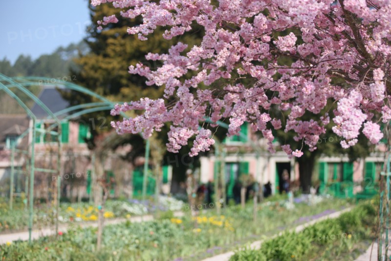 France, Haute Normandie, eure, vallee de la seine, giverny, maison de claude monet, jardin, fleurs, impressionnistes, peinture, chef jardinier gilbert vahe,