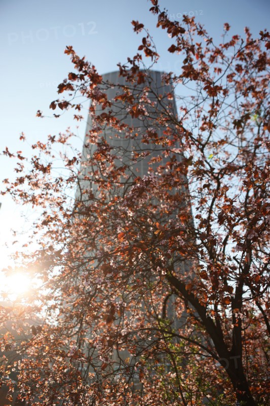 France, ile de france, paris 15e arrondissement, avenue du maine, arbre en fleurs, printemps, tour montparnasse, gratte ciel, immeuble, bureaux,
