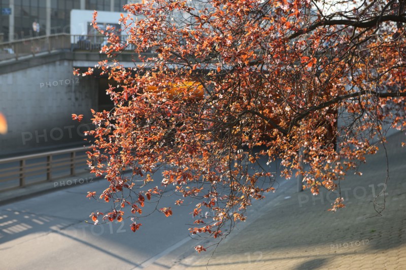 France, ile de france, paris 15e arrondissement, avenue du maine, tunnel routier, automobile, arbre en fleurs, printemps, rue, voie express, tour montparnasse,