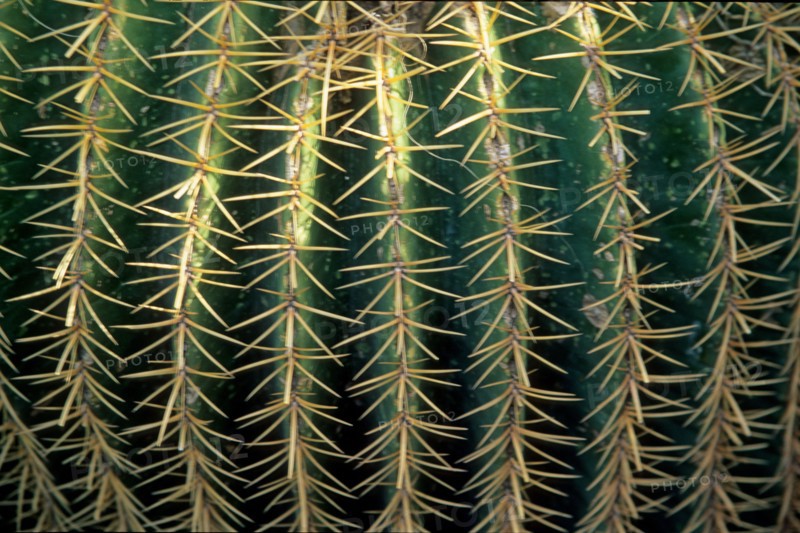 morocco, cactus