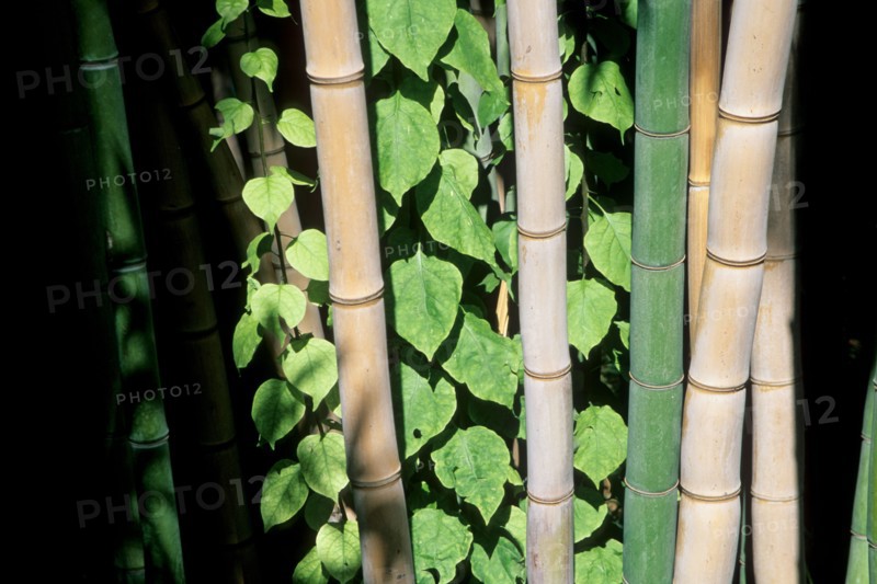 morocco, bamboos