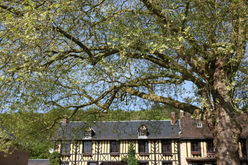 France, Haute Normandie, eure, le bec hellouin, maisons a colombages, pans de bois, arbre, marronnier, plus beaux villages de france,