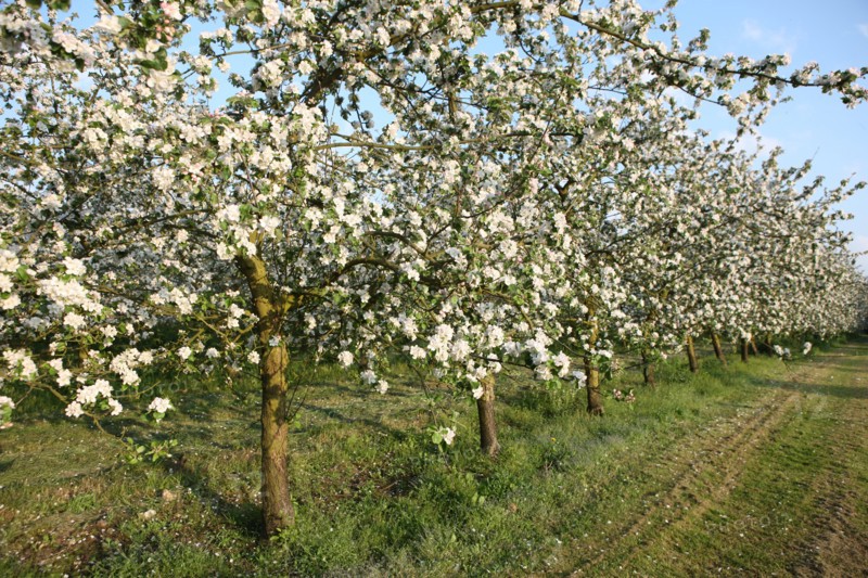 France, Haute Normandie, eure, bretigny, fleurs de pommier, verger basse tige, agriculture, cidre, calva, arbre fleuri, printemps, culture cidricole, floraison,