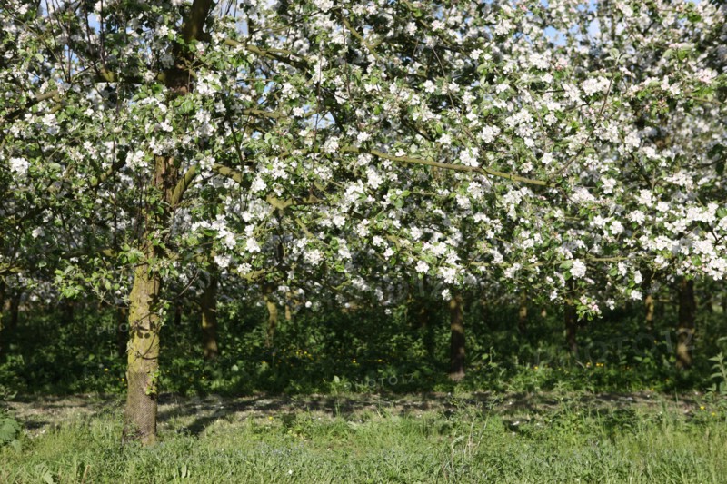 France, Haute Normandie, eure, bretigny, fleurs de pommier, verger basse tige, agriculture, cidre, calva, arbre fleuri, printemps, culture cidricole, floraison,