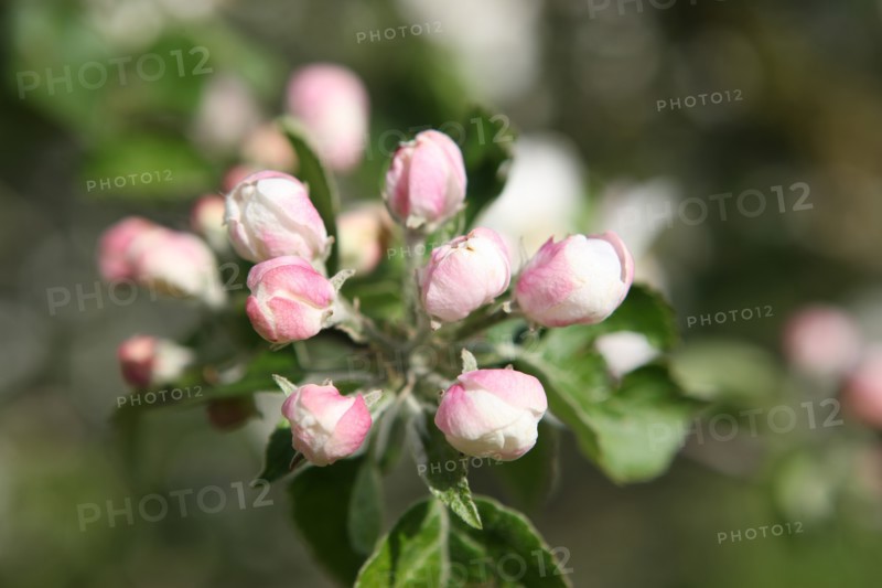 France, Haute Normandie, eure, bretigny, fleurs de pommier, verger basse tige, agriculture, cidre, calva, arbre fleuri, printemps, culture cidricole, floraison,