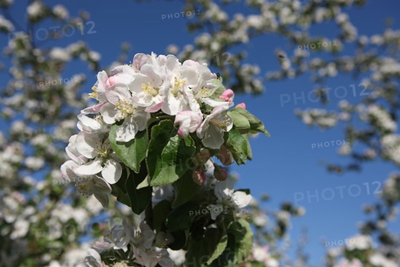 France, Haute Normandie, eure, bretigny, fleurs de pommier, verger basse tige, agriculture, cidre, calva, arbre fleuri, printemps, culture cidricole, floraison,