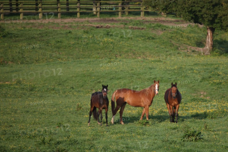 France, Basse Normandie, calvados, pays d'auge, pays de cambremer, route du cidre, rumesnil, paysage, haras, chevaux, elevage, champ,