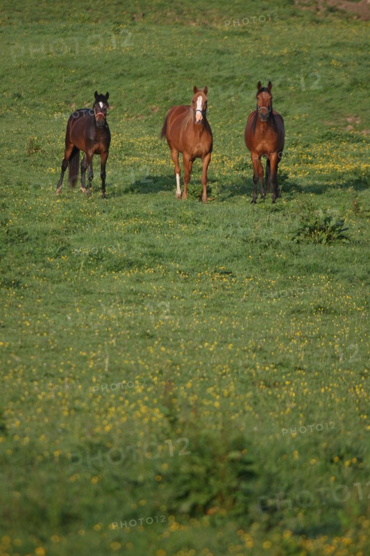 France, pays d'auge