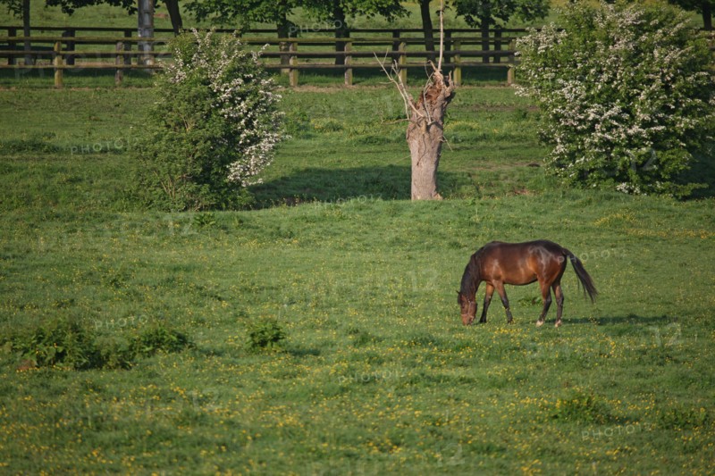 France, Basse Normandie, calvados, pays d'auge, pays de cambremer, route du cidre, rumesnil, paysage, haras, chevaux, elevage, champ,