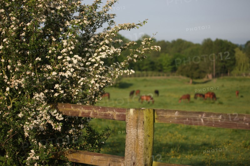 France, pays d'auge