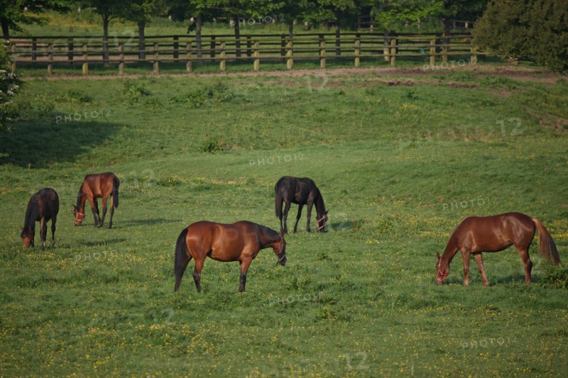 France, Basse Normandie, calvados, pays d'auge, pays de cambremer, route du cidre, rumesnil, paysage, haras, chevaux, elevage, champ,