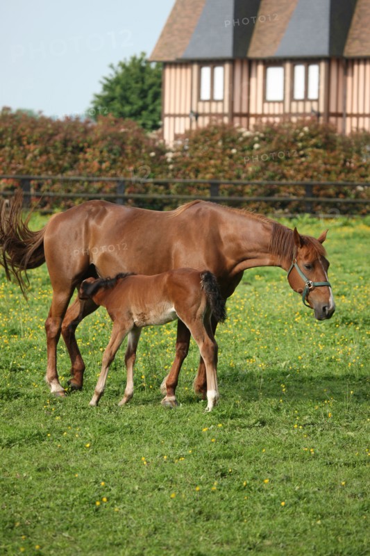 France, Basse Normandie, calvados, pays d'auge, environs de mezidon cano, haras, chevaux, poulain jument, hippisme, equides, elevage, agriculture,