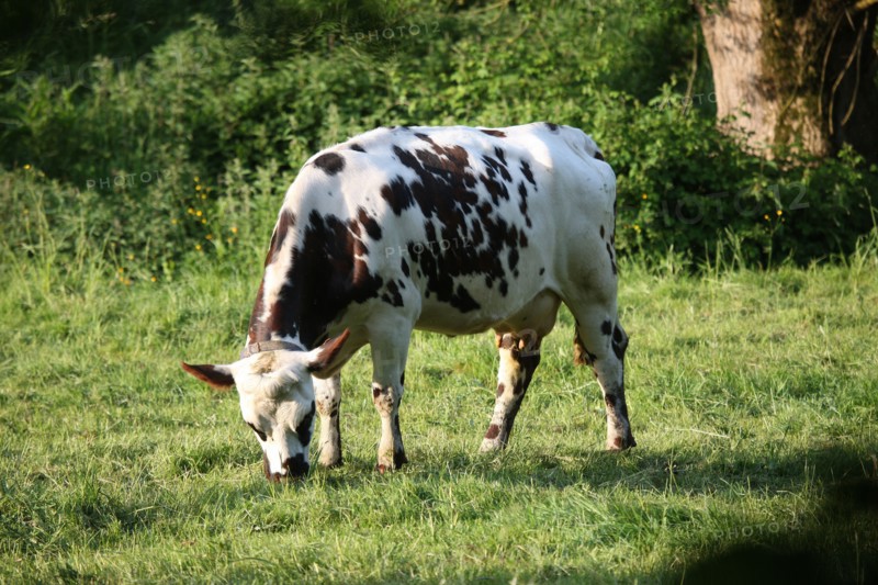 France, Basse Normandie, calvados, pays d'auge, environs de cambremer, vaches normandes, pre, elevage, agriculture, elevage bovin,