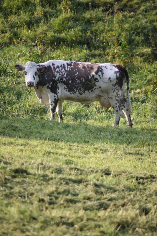 France, Basse Normandie, calvados, pays d'auge, environs de cambremer, vaches normandes, pre, elevage, agriculture, elevage bovin,