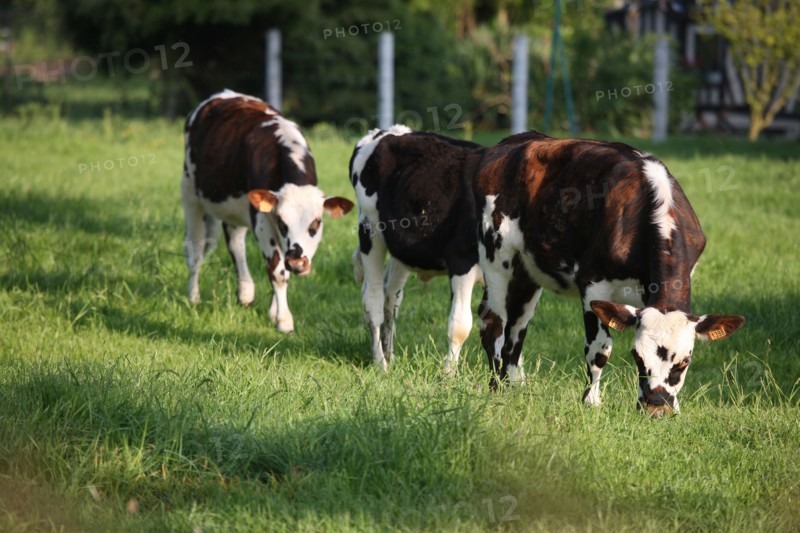 France, Basse Normandie, calvados, pays d'auge, environs de cambremer, vaches normandes, pre, elevage, agriculture, elevage bovin,