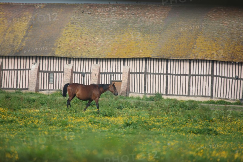 France, pays d'auge