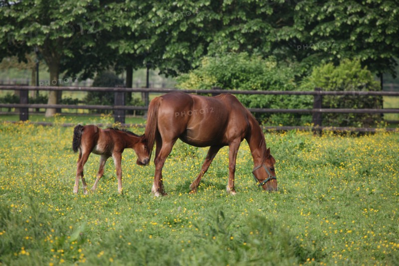 France, Basse Normandie, calvados, pays d'auge, environs de mezidon cano, haras, chevaux, poulain jument, hippisme, equides, elevage, agriculture,