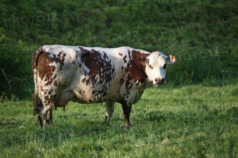 France, Basse Normandie, calvados, pays d'auge, environs de cambremer, vaches normandes, pre, elevage, agriculture, elevage bovin,