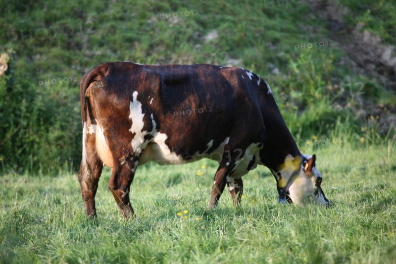 France, Basse Normandie, calvados, pays d'auge, environs de cambremer, vaches normandes, pre, elevage, agriculture, elevage bovin,