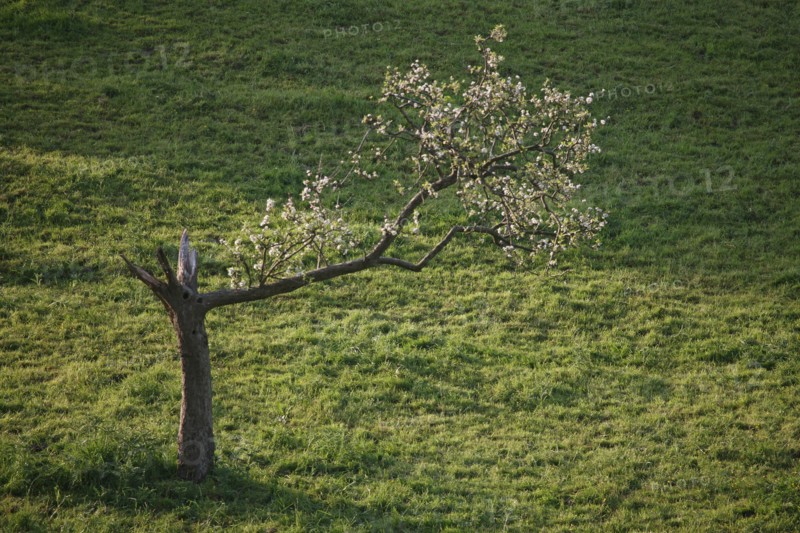 France, Basse Normandie, calvados, pays d'auge, environs de cambremer, pommier en fleur partiellement foudroye, agriculture,