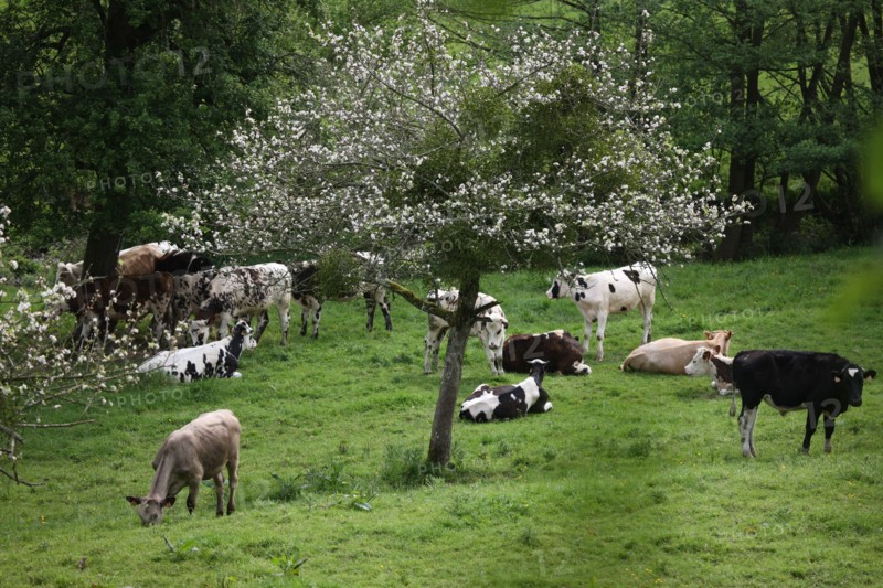 France, Basse Normandie, calvados, pays d'auge, environs de cambremer, vaches normandes, pre, elevage, agriculture, elevage bovin,
