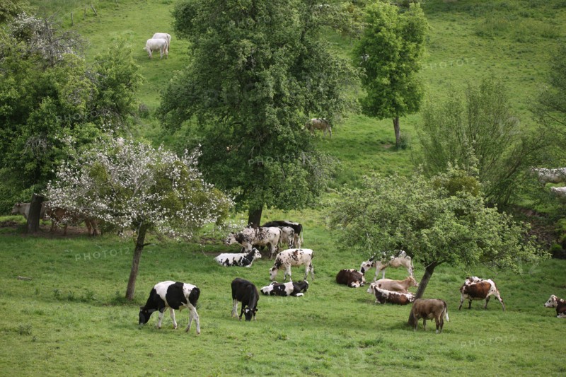 France, Basse Normandie, calvados, pays d'auge, environs de cambremer, vaches normandes, pre, elevage, agriculture, elevage bovin,