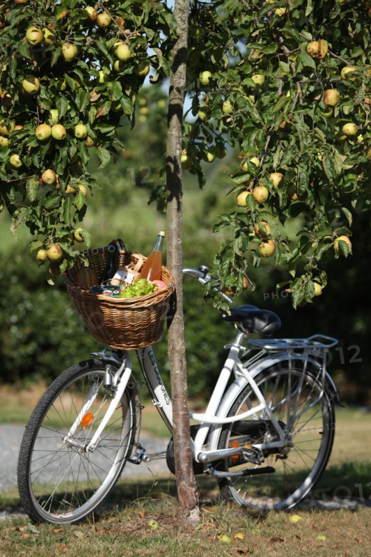France, Haute Normandie, eure, pays de risle estuaire, Les Cigognes, 211 bis chemin du Roy, maison d'hote, location velo, pommiers, chaumiere, gastronomie, produits regionaux,