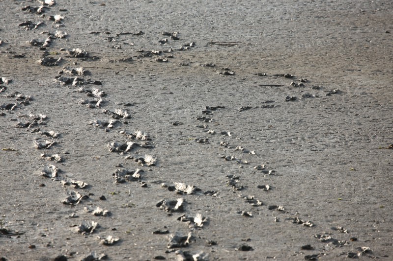 France, Basse Normandie, calvados, bessin, Isigny sur mer, embouchure de la vire, littoral, dunes, estuaire, manche, sable, traces de pas et de pattes d'oiseaux dans la vase,