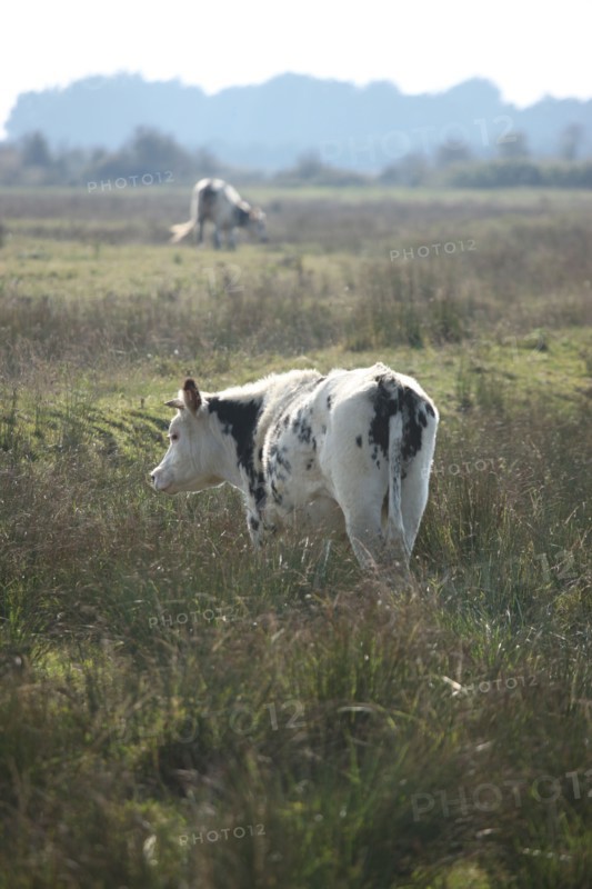 France, Basse Normandie, calvados, bessin, entre isigny et grandcamp maisy, littoral, dunes, estuaire, manche, sable, vache normande, roseau,