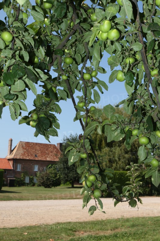 France, Haute Normandie, eure, vexin normand, boisemont, le pressoir d'or, erric dore, production cidricole, pommes, bienvenue a la ferme, verger, potager, jardin, agriculture,