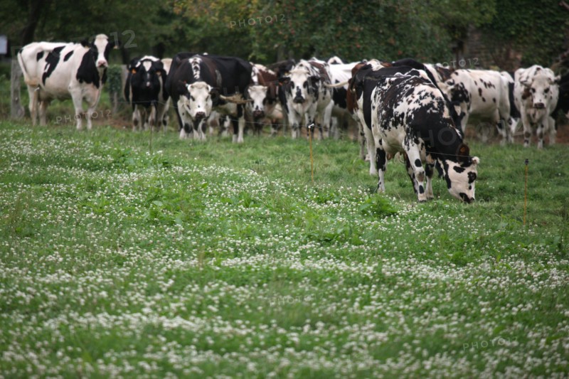France, Basse Normandie, manche, pays de la baie, voie verte, saint hilaire du harcouet, vaches normandes en bord de la voie,