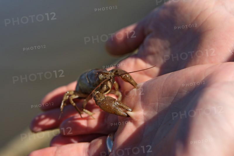 France, Basse Normandie, orne, orgeres, la ferme d'orgeres, bienvenue a la ferme, gites, hebergement, famille fouquet, gastronomie, gite tribu, etang, ecrevisse a pattes blanches,