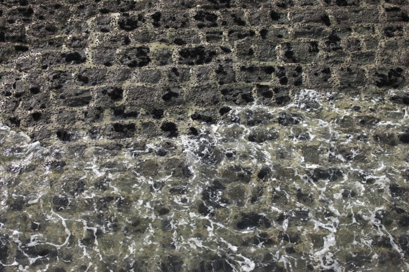 France, Haute Normandie, seine maritime, pays des hautes falaises, etretat, fecamp, plage, galets, circuits impressionnistes, detail sol pres de la jetee, mousse,