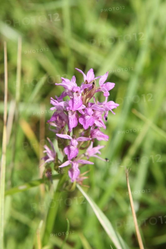 France, plateau of caux maritime