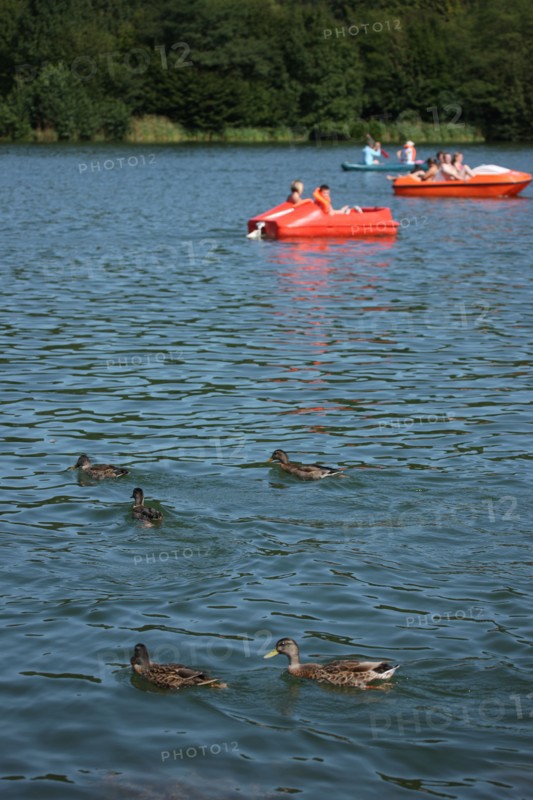 France, Haute Normandie, seine maritime, plateau de caux maritime, lac de caniel, base nautique et de loisirs, plage, nautisme, sports, canards,